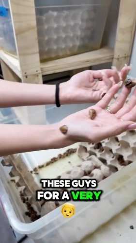 Video post from njexoticpets.