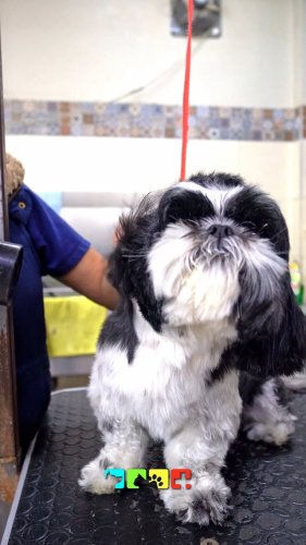 Video post from medicalpettj.