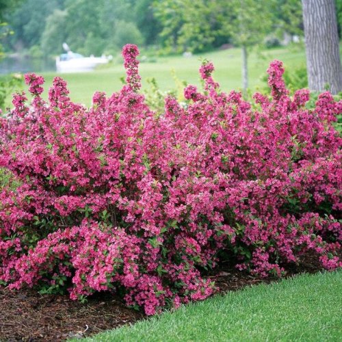 Photo post from backyardgardener.