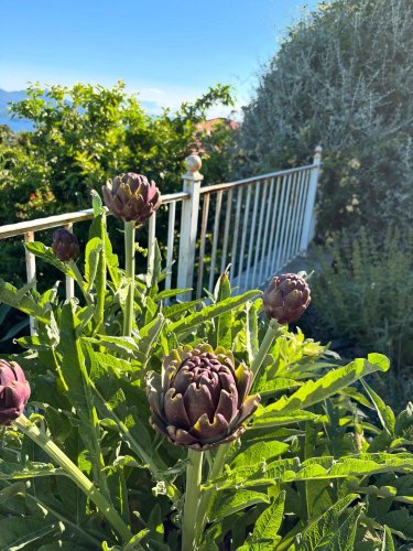 Photo post from gardenhousebrighton.