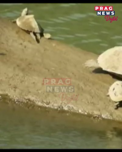 Video post from pragnewsofficial.