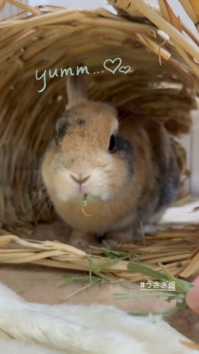 うさぎ畑　レギュラータイプ　乾燥イタライ　6袋　200g うさぎ うさぎさんのためのイタリアンライグラス（レギュラー乾燥