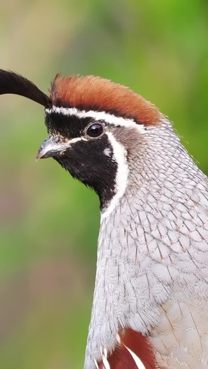 Video post from visittucson.