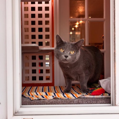 Photo post from cats.cradle.winnipeg.