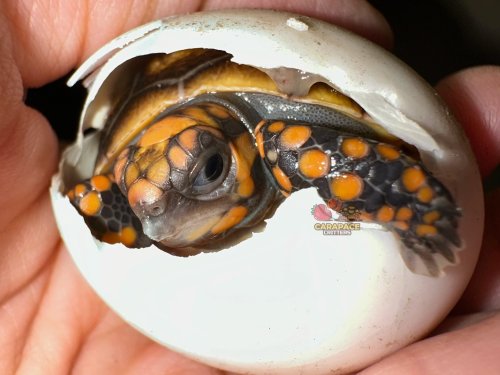 Photo post from carapacecritters.