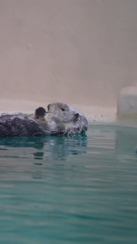 Video post from jinenjyo.sea_otter.