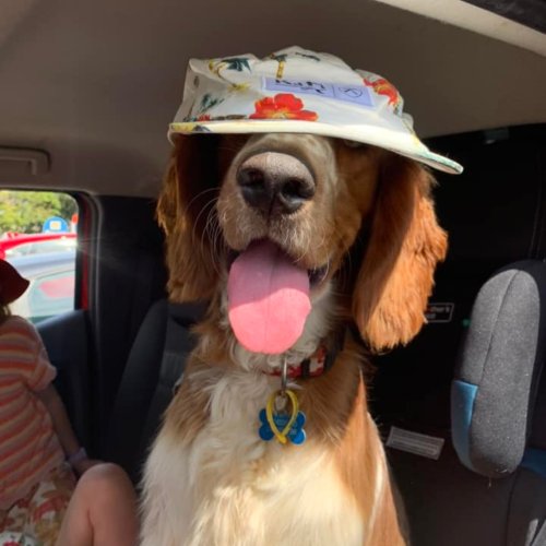 Photo post from gundogestate.
