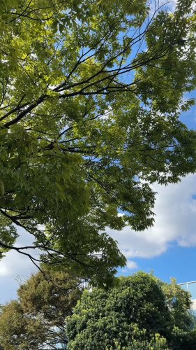 Video post from @dermed_jp.