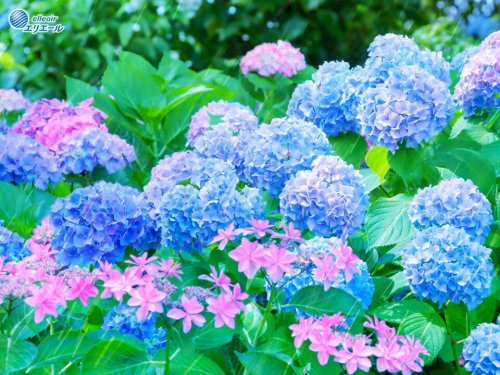 Video post from @elleairofficial.