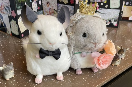 Photo post from @yoshitoku_plush.