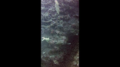 Photo post from Vertical Blue Diving.