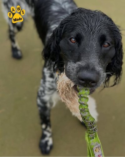 Photo post from Pawstrading Ltd.
