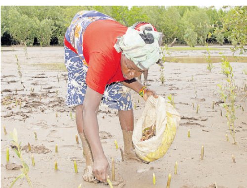 Photo post from Sustainable Newton.