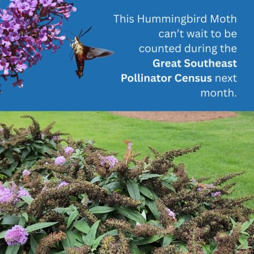 Video post from Sustainable Newton.