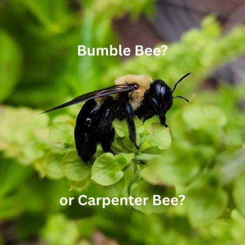 Video post from Sustainable Newton.