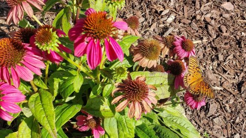 Carousel post from Sustainable Newton.