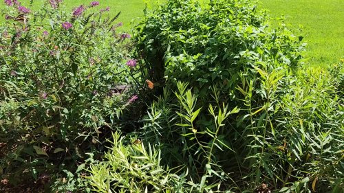 Video post from Sustainable Newton.