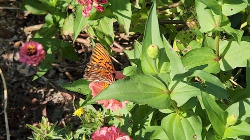 Video post from Sustainable Newton.