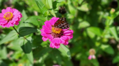 Carousel post from Sustainable Newton.