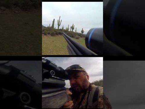 Video post from airgunsofarizona.