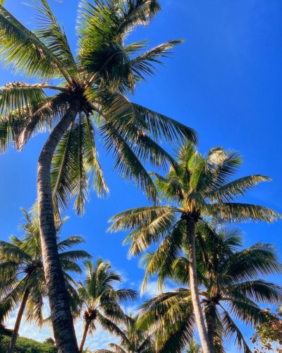 Photo post from Octopus Resort, Fiji.