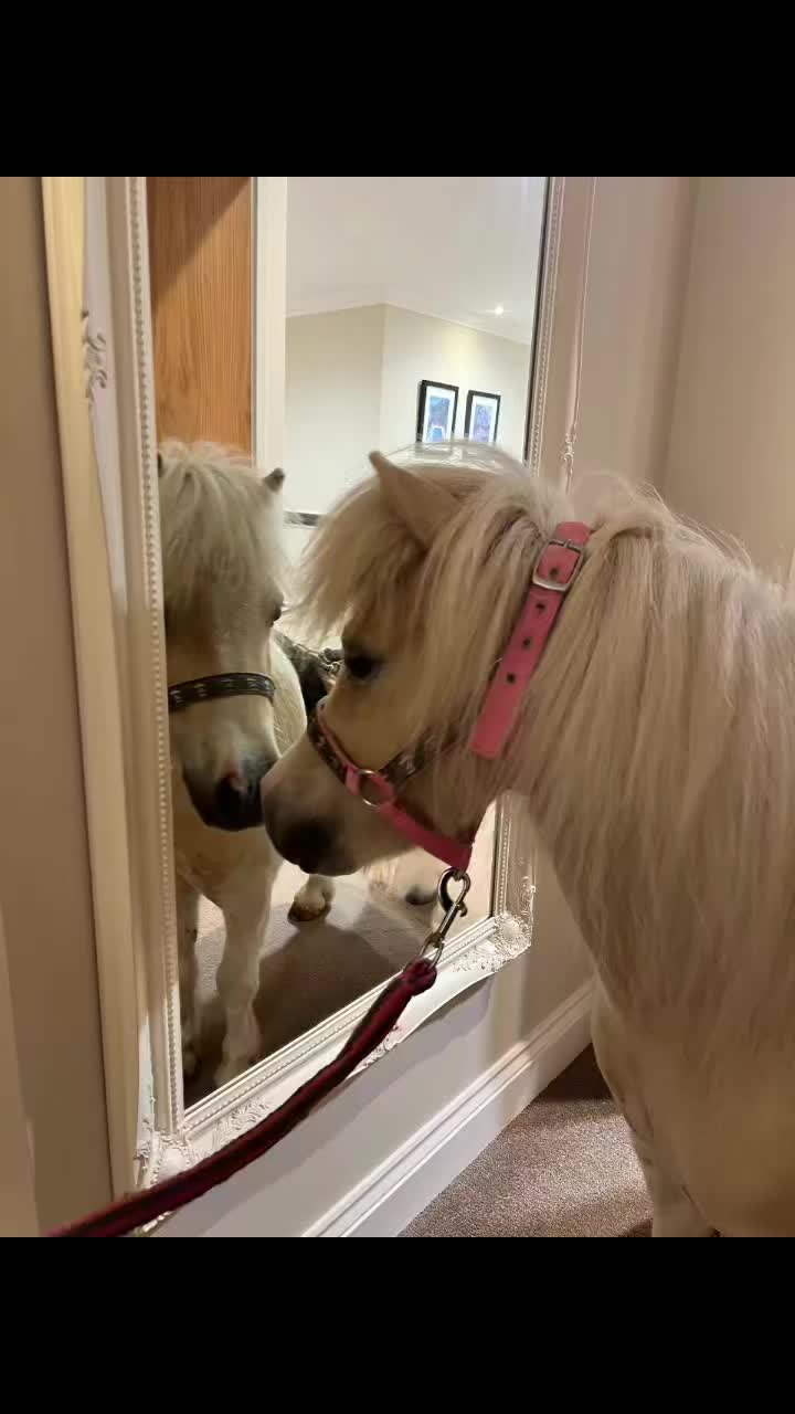 Video post from Salisbury Manor Care Home.