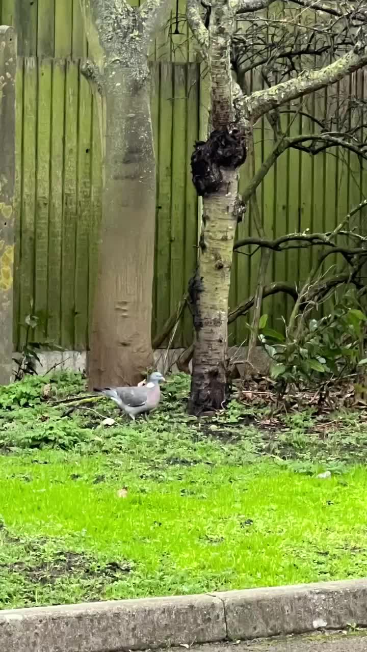 Video post from Haven Lodge care home.