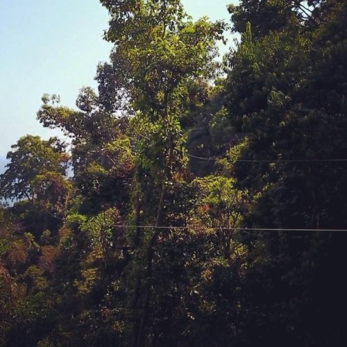 Photo post from Chiclets Zipline.
