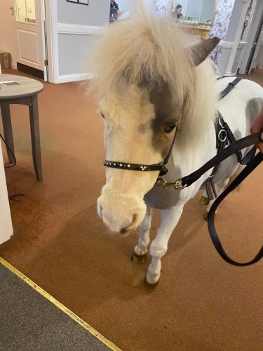 Carousel post from Collingwood Court care home.