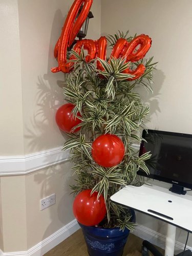 Carousel post from Collingwood Court care home.