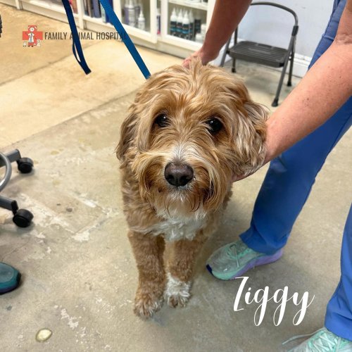 Carousel post from familyanimalhospitalcm.