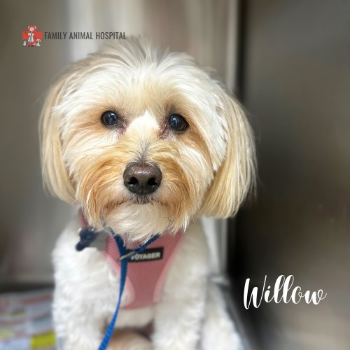 Photo post from familyanimalhospitalcm.