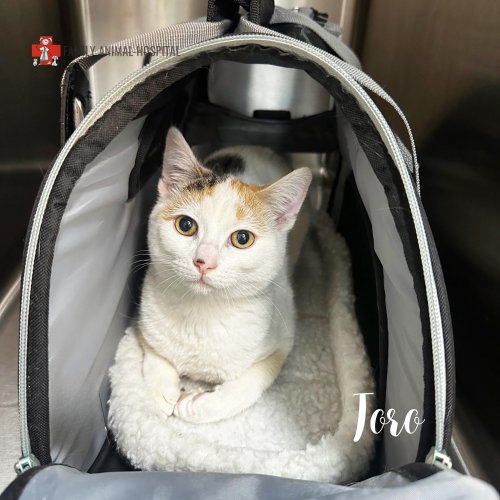 Photo post from familyanimalhospitalcm.