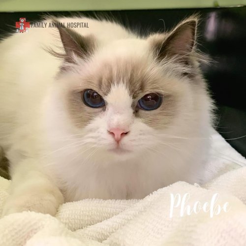 Carousel post from familyanimalhospitalcm.