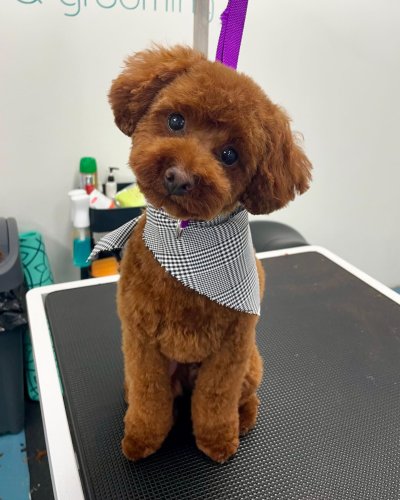 Carousel post from k9playtimedoggydaycare.