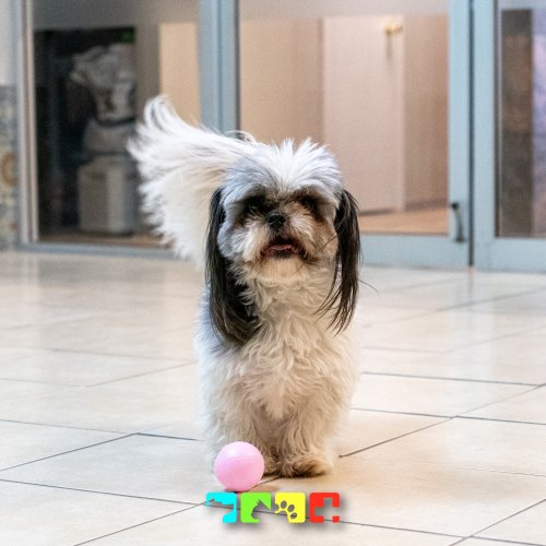 Carousel post from medicalpettj.