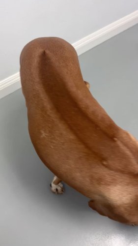 Video post from familyanimalhospitalcm.