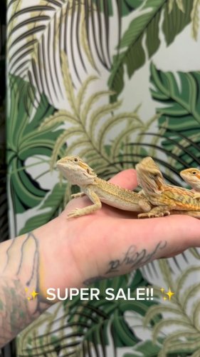 Video post from njexoticpets.