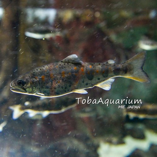 Photo post from toba_aquarium.official.