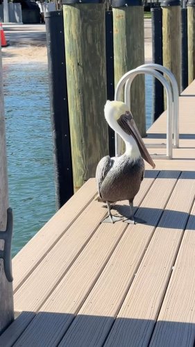 Video post from ejs_fishing_charters.