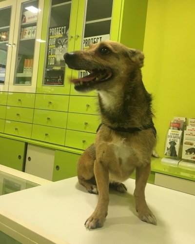 Carousel post from clinica_veterinaria_dourosul.