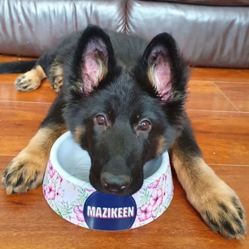 Photo post from furrypeeps.