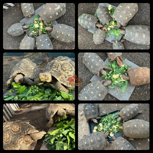 Photo post from carapacecritters.