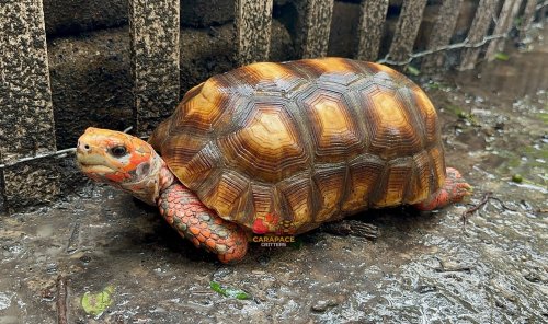 Photo post from carapacecritters.