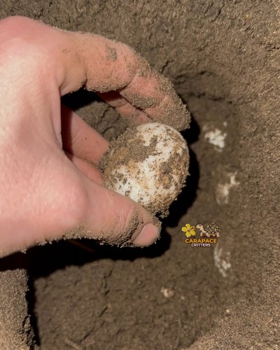 Photo post from carapacecritters.