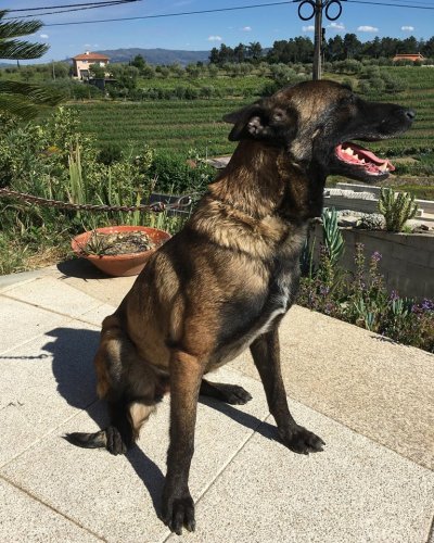 Carousel post from clinica_veterinaria_dourosul.