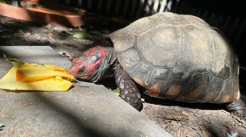 Photo post from carapacecritters.