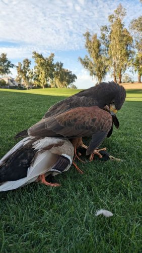 Video post from desertkingsfalconry.