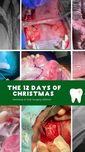 Video post from toothy.thomson.