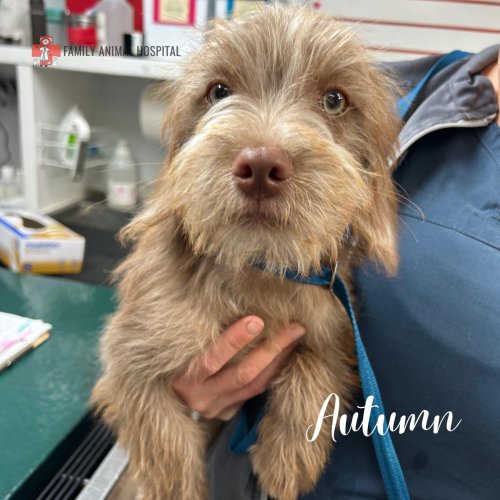 Photo post from familyanimalhospitalcm.